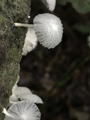 Marasmiellus cubensis