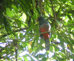 Trogon clathratus