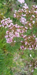 Stevia caracasana