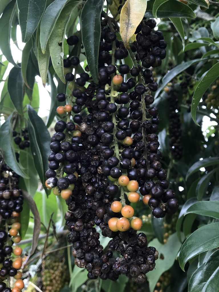 Citharexylum karstenii