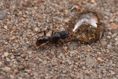 Rhytidoponera victoriae