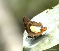 Polyura hebe