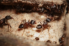 Crematogaster aurita