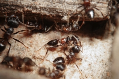Crematogaster aurita