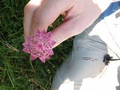 Astrantia maxima