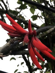 Erythrina rubrinervia