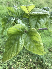 Erythrina rubrinervia