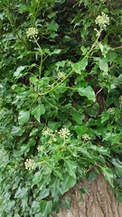 Hedera