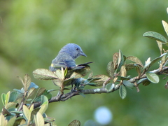 Thraupis ornata