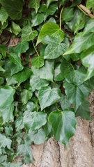 Hedera