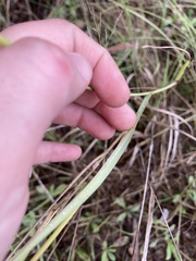 Panicum coloratum