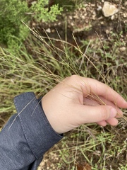 Panicum coloratum
