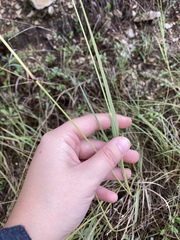 Panicum coloratum
