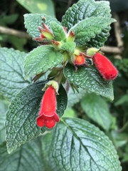 Gesnerieae