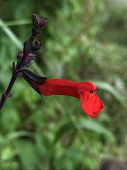 Salvia rubescens