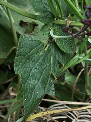 Salvia rubescens