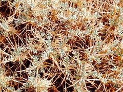 Astragalus terraccianoi