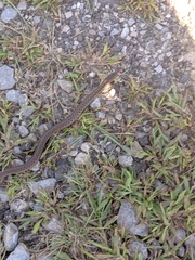 Thamnophis sirtalis