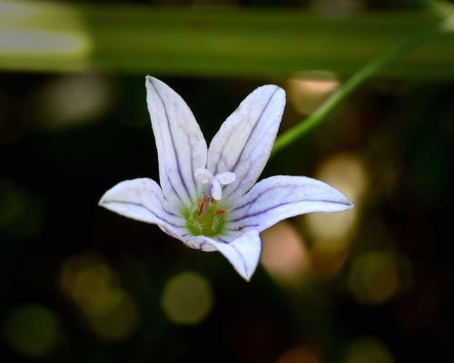 marsh bellflower (Campanula aparinoides)