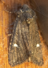 Helotropha reniformis