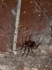Arachnida