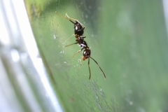Nylanderia amia