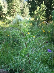 Cirsium obvallatum
