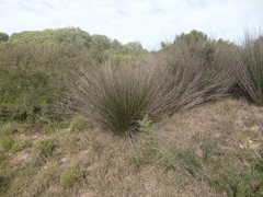 Thamnochortus insignis