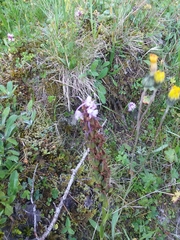 Gymnadenia