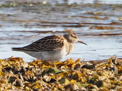 Calidris melanotos
