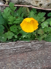 Papaver radicatum