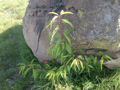 Prunus serotina capuli