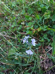 Veronica gentianoides
