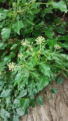 Hedera