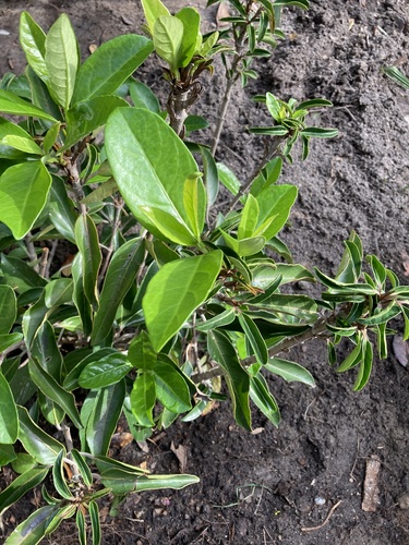 Chindo Viburnum (Viburnum awabuki 'Chindo')