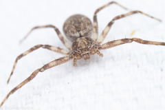 Philodromus cespitum