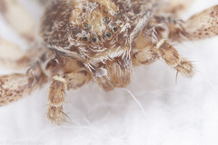 Philodromus cespitum