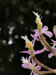 Epidendrum arachnoglossum