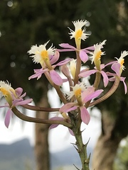 Epidendrum arachnoglossum