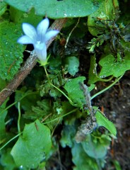 Hesperocodon hederaceus