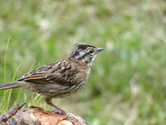Zonotrichia capensis