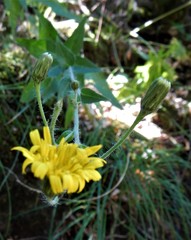 Hieracium amplexicaule