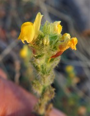 Linaria saxatilis