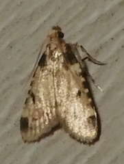Aglossa costiferalis