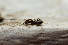Prolasius