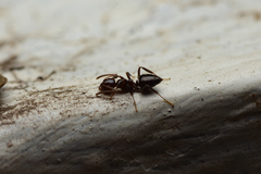 Prolasius