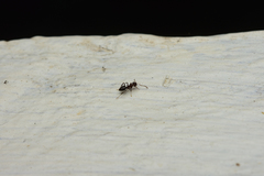 Prolasius