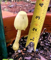 Leucocoprinus birnbaumii