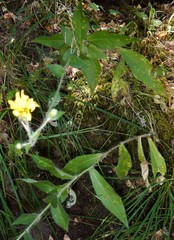 Hieracium amplexicaule