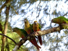 Pyrrhura frontalis